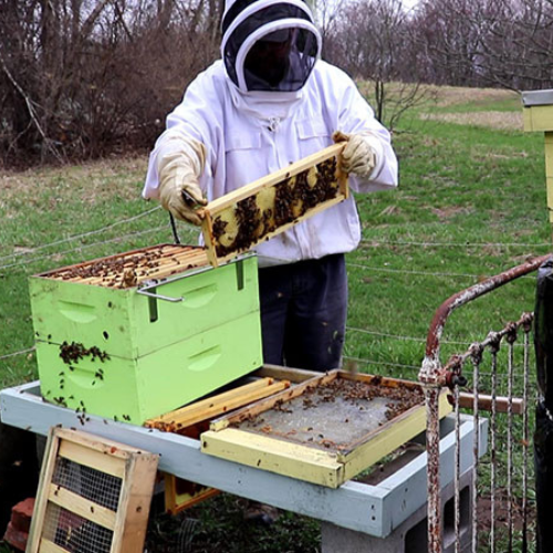 Seasonal Management Of Honey Bee Colonies